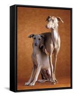 Small Italian Greyhounds Two Together-null-Framed Stretched Canvas