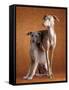 Small Italian Greyhounds Two Together-null-Framed Stretched Canvas