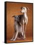 Small Italian Greyhounds Two Together-null-Framed Stretched Canvas