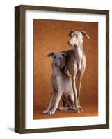 Small Italian Greyhounds Two Together-null-Framed Photographic Print