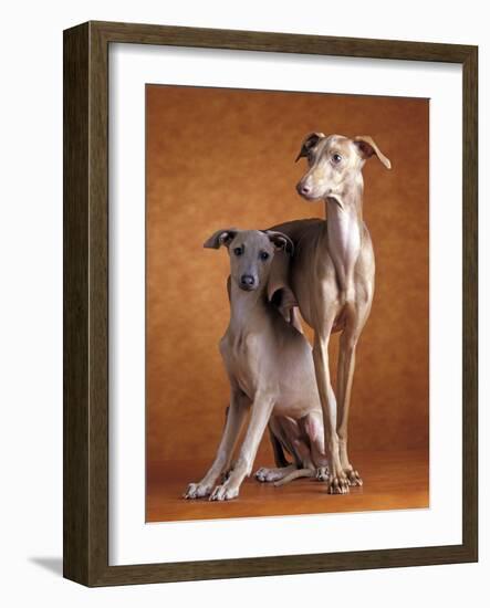 Small Italian Greyhounds Two Together-null-Framed Photographic Print