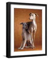 Small Italian Greyhounds Two Together-null-Framed Photographic Print