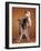 Small Italian Greyhounds Two Together-null-Framed Photographic Print