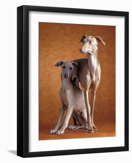 Small Italian Greyhounds Two Together-null-Framed Photographic Print