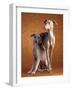 Small Italian Greyhounds Two Together-null-Framed Photographic Print