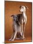 Small Italian Greyhounds Two Together-null-Mounted Photographic Print