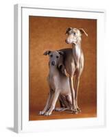 Small Italian Greyhounds Two Together-null-Framed Photographic Print