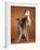 Small Italian Greyhounds Two Together-null-Framed Photographic Print