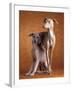 Small Italian Greyhounds Two Together-null-Framed Photographic Print