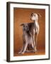 Small Italian Greyhounds Two Together-null-Framed Photographic Print