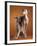 Small Italian Greyhounds Two Together-null-Framed Photographic Print