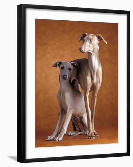 Small Italian Greyhounds Two Together-null-Framed Photographic Print