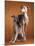 Small Italian Greyhounds Two Together-null-Mounted Photographic Print