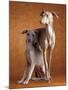 Small Italian Greyhounds Two Together-null-Mounted Photographic Print