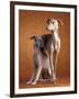 Small Italian Greyhounds Two Together-null-Framed Photographic Print