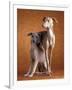 Small Italian Greyhounds Two Together-null-Framed Photographic Print