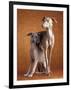 Small Italian Greyhounds Two Together-null-Framed Photographic Print