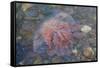 Small Jellyfish on A Beach-Micha Klootwijk-Framed Stretched Canvas