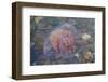 Small Jellyfish on A Beach-Micha Klootwijk-Framed Photographic Print