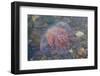 Small Jellyfish on A Beach-Micha Klootwijk-Framed Photographic Print