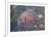 Small Jellyfish on A Beach-Micha Klootwijk-Framed Photographic Print