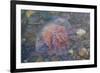 Small Jellyfish on A Beach-Micha Klootwijk-Framed Photographic Print