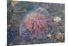 Small Jellyfish on A Beach-Micha Klootwijk-Mounted Photographic Print