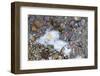 Small Jellyfish Washing up on A Beach-Micha Klootwijk-Framed Photographic Print