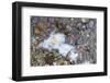 Small Jellyfish Washing up on A Beach-Micha Klootwijk-Framed Photographic Print