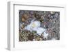 Small Jellyfish Washing up on A Beach-Micha Klootwijk-Framed Photographic Print