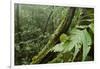 Small-Leaf Katydid, Yasuni NP, Amazon Rainforest, Ecuador-Pete Oxford-Framed Photographic Print