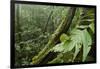 Small-Leaf Katydid, Yasuni NP, Amazon Rainforest, Ecuador-Pete Oxford-Framed Photographic Print