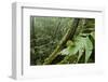 Small-Leaf Katydid, Yasuni NP, Amazon Rainforest, Ecuador-Pete Oxford-Framed Photographic Print