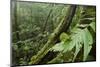 Small-Leaf Katydid, Yasuni NP, Amazon Rainforest, Ecuador-Pete Oxford-Mounted Photographic Print