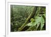 Small-Leaf Katydid, Yasuni NP, Amazon Rainforest, Ecuador-Pete Oxford-Framed Photographic Print