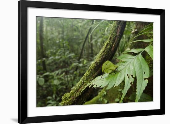 Small-Leaf Katydid, Yasuni NP, Amazon Rainforest, Ecuador-Pete Oxford-Framed Photographic Print