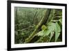 Small-Leaf Katydid, Yasuni NP, Amazon Rainforest, Ecuador-Pete Oxford-Framed Photographic Print