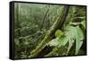 Small-Leaf Katydid, Yasuni NP, Amazon Rainforest, Ecuador-Pete Oxford-Framed Stretched Canvas