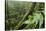 Small-Leaf Katydid, Yasuni NP, Amazon Rainforest, Ecuador-Pete Oxford-Stretched Canvas