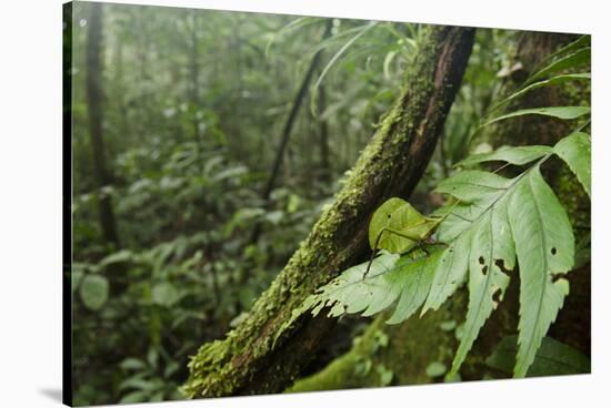 Small-Leaf Katydid, Yasuni NP, Amazon Rainforest, Ecuador-Pete Oxford-Stretched Canvas