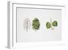 Small-Leaved Lime (Tilia Cordata)-null-Framed Giclee Print