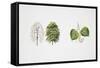 Small-Leaved Lime (Tilia Cordata)-null-Framed Stretched Canvas