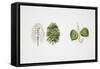 Small-Leaved Lime (Tilia Cordata)-null-Framed Stretched Canvas
