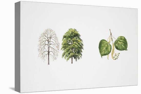 Small-Leaved Lime (Tilia Cordata)-null-Stretched Canvas