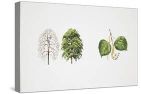 Small-Leaved Lime (Tilia Cordata)-null-Stretched Canvas