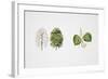 Small-Leaved Lime (Tilia Cordata)-null-Framed Giclee Print