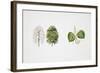 Small-Leaved Lime (Tilia Cordata)-null-Framed Giclee Print