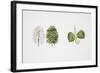 Small-Leaved Lime (Tilia Cordata)-null-Framed Giclee Print