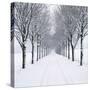 Small-Leaved Lime Trees in Snow-Ake Lindau-Stretched Canvas