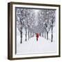 Small-Leaved Lime Trees in Snow-Ake Lindau-Framed Photographic Print